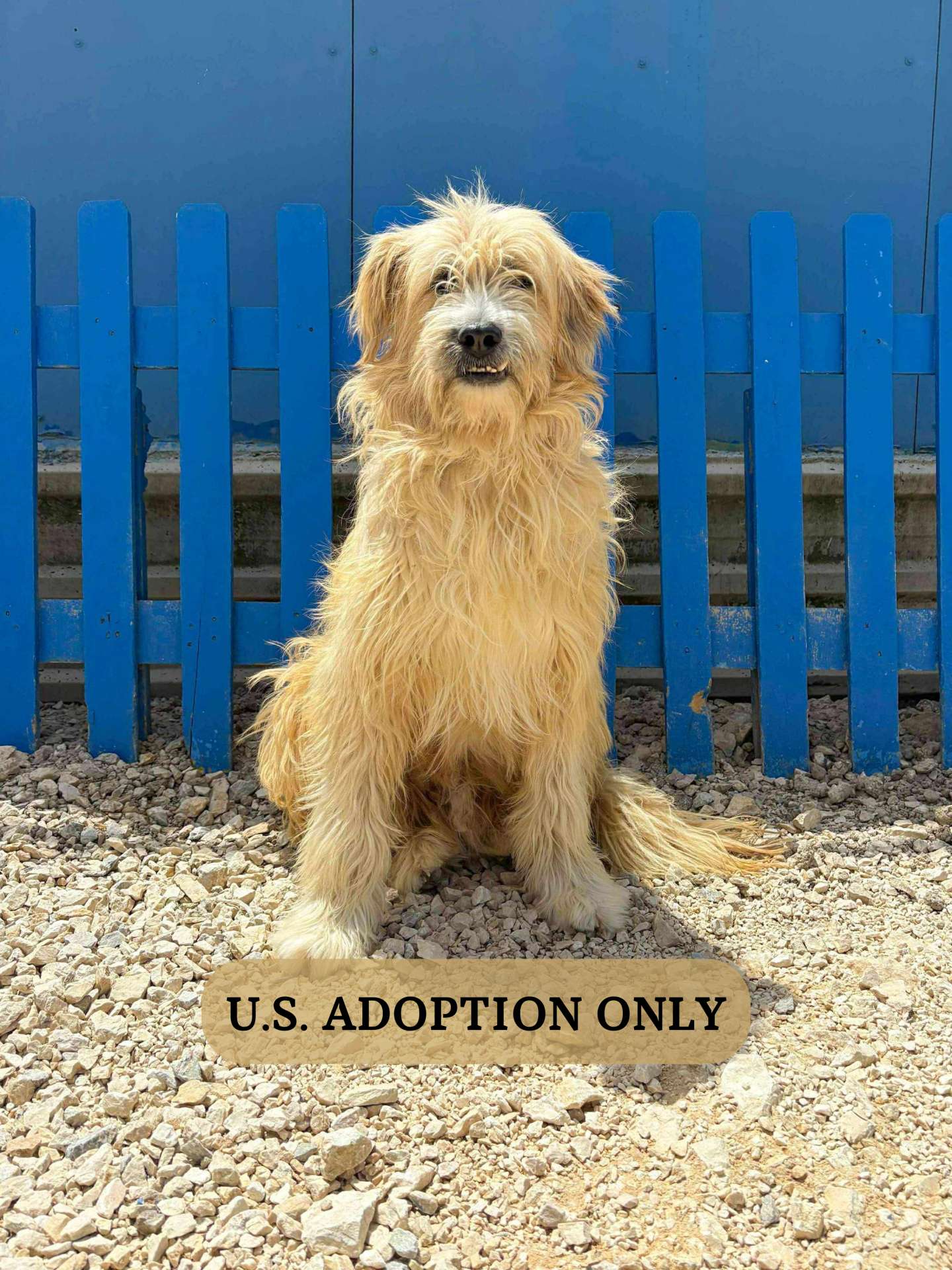 Fonzie APPLICATION LIMIT EXCEEDED